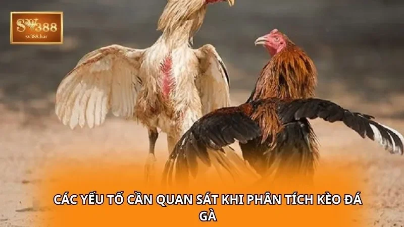 Các yếu tố cần quan sát khi phân tích kèo đá gà