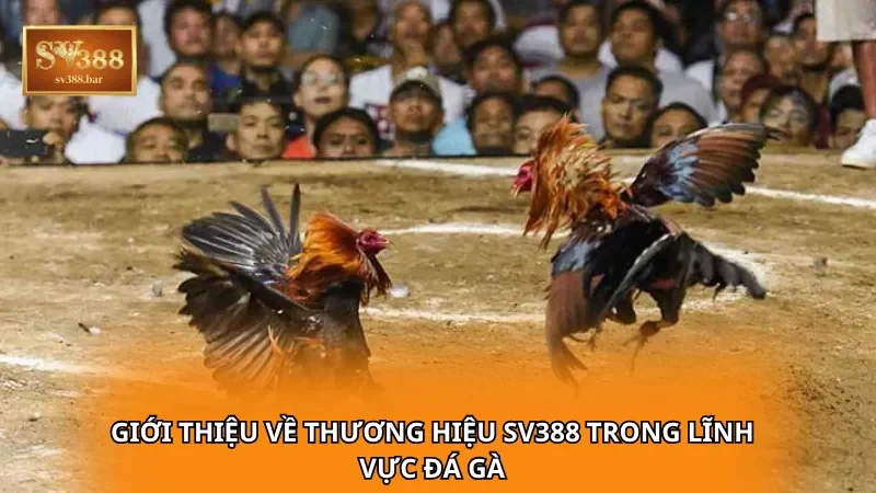 Giới thiệu về thương hiệu SV388 trong lĩnh vực đá gà